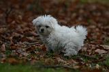 BICHON MALTAIS 164